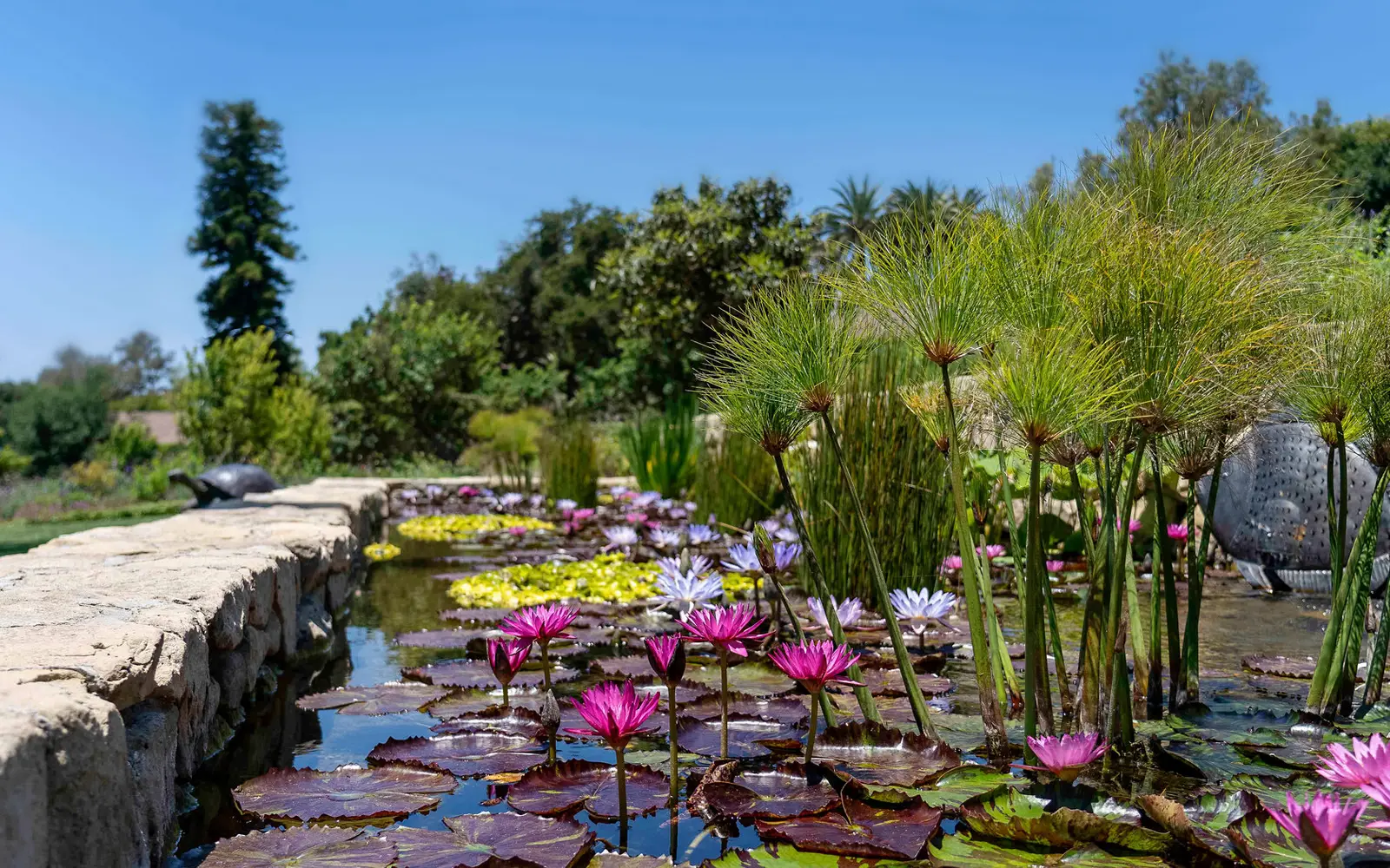 The lily pond, pink flowers on the water, papyrus and a low stone wall.