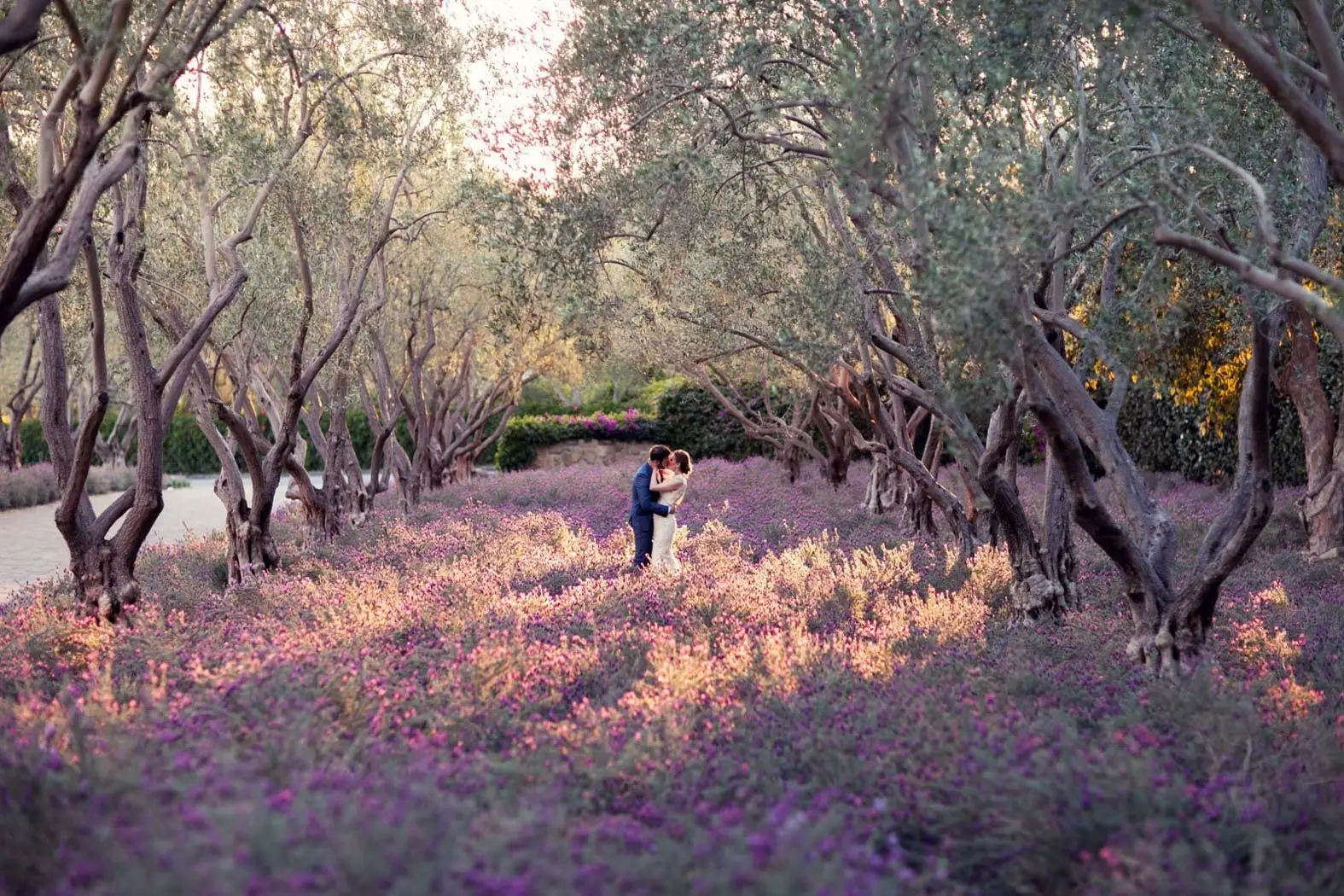 The olive grove with lavender in flower between the gnarled trunks; a couple in the distance.