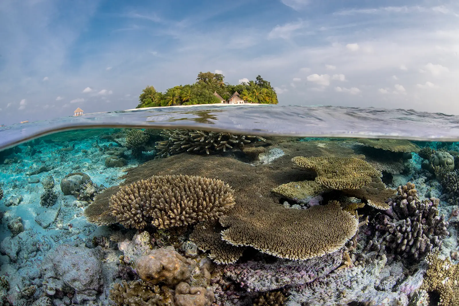 Half above and half below the water: the house reef’s table corals and, above, the island and its palms.