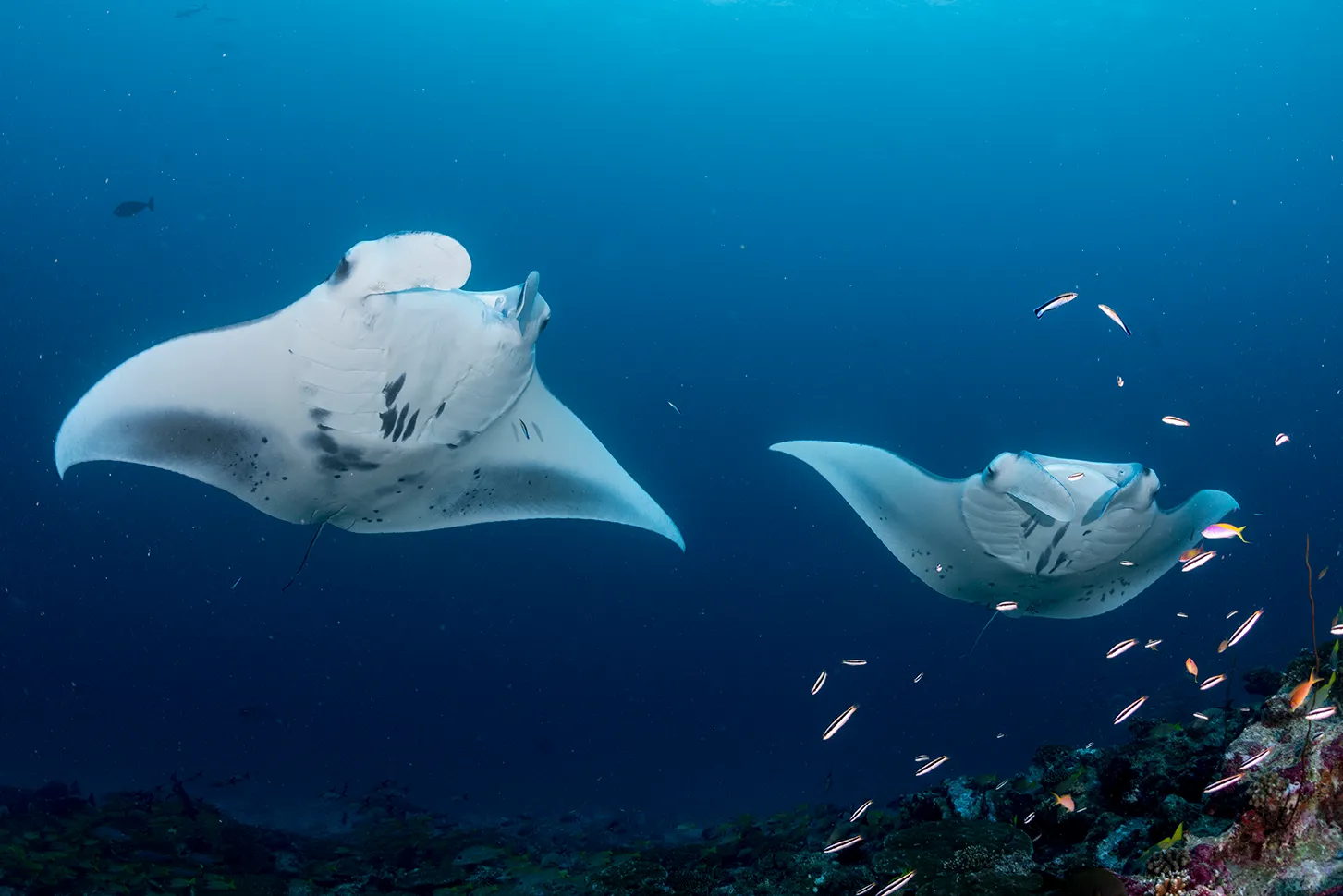 2 manta rays swim in the blue above the reef, among small fish.