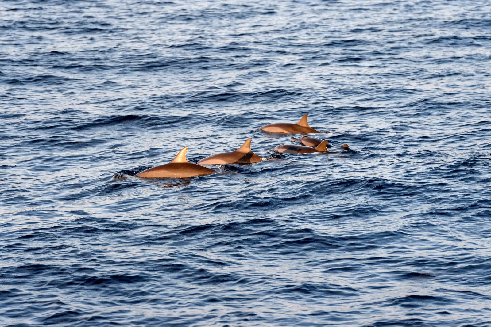 3 dolphins swimming in the open sea