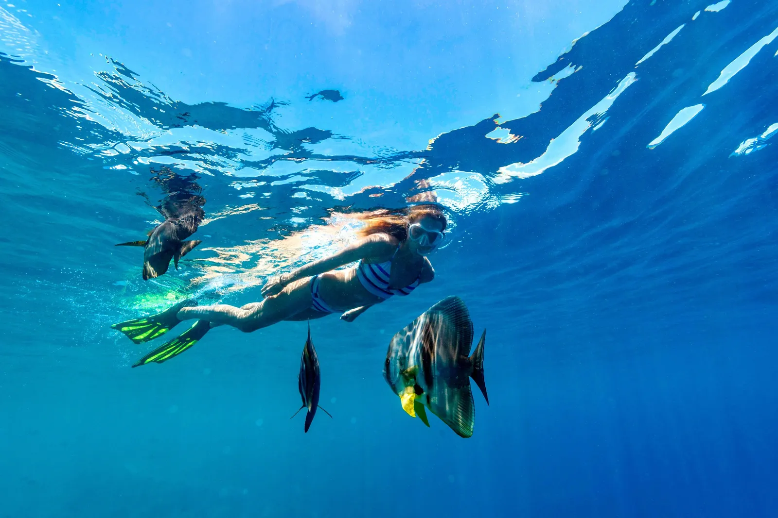 A snorkeller underwater with 2 batfish