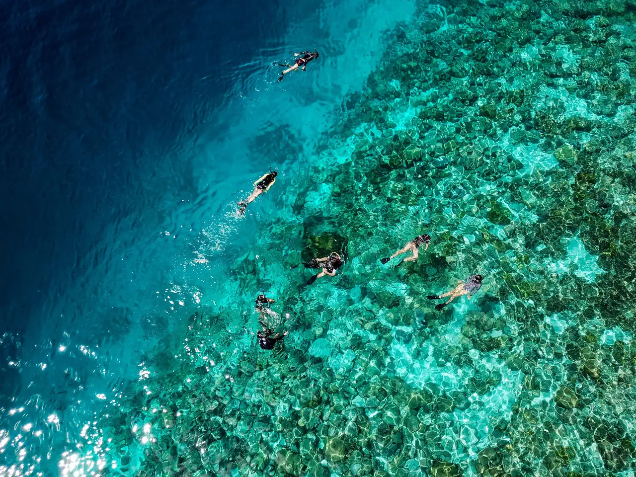 Guests with masks and fins over the reef, seen from above, beside a turtle.