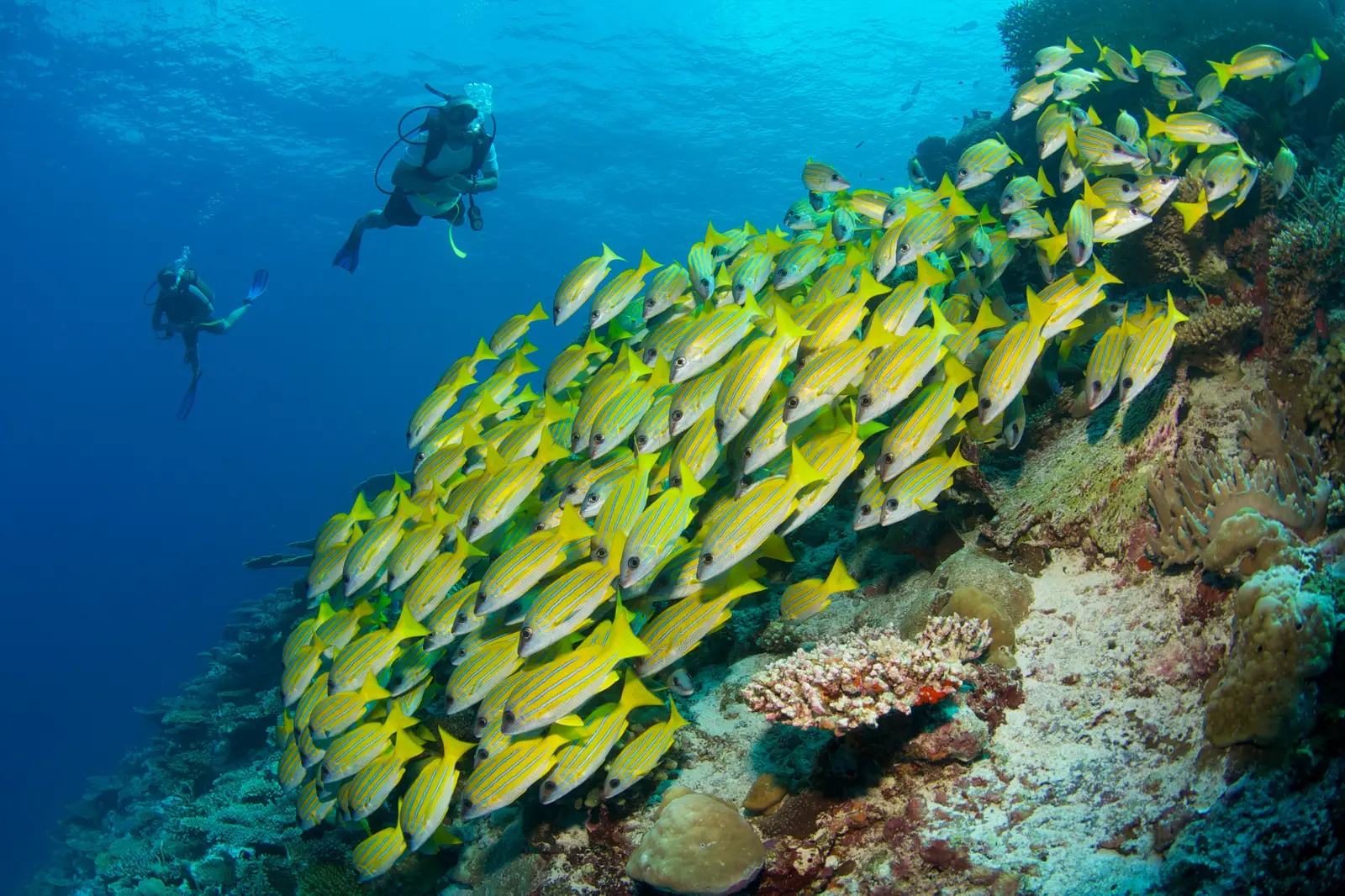 2 divers beside a school of yellow fish on the reef
