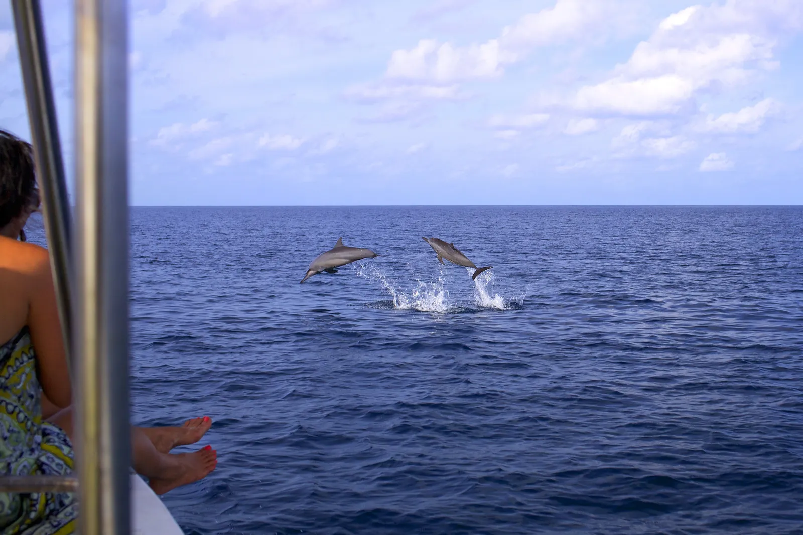 Dolphins leaping beside the dhoni, a girl watching from the deck