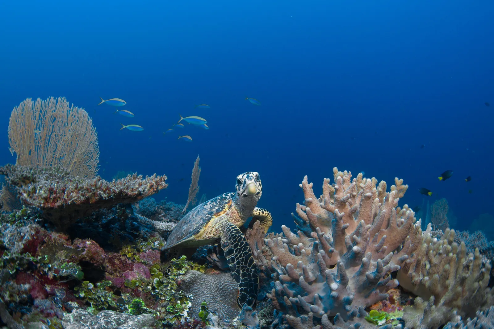 A green turtle among the coral near Laamu