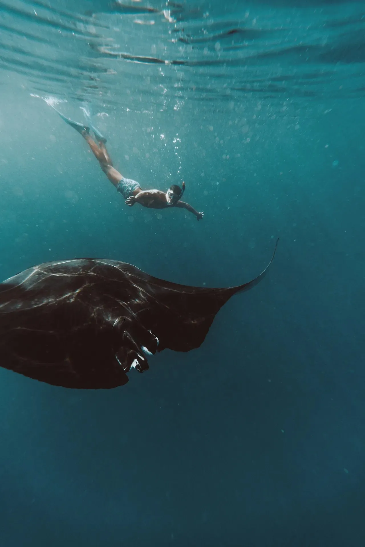 A snorkeller above a manta ray in the blue