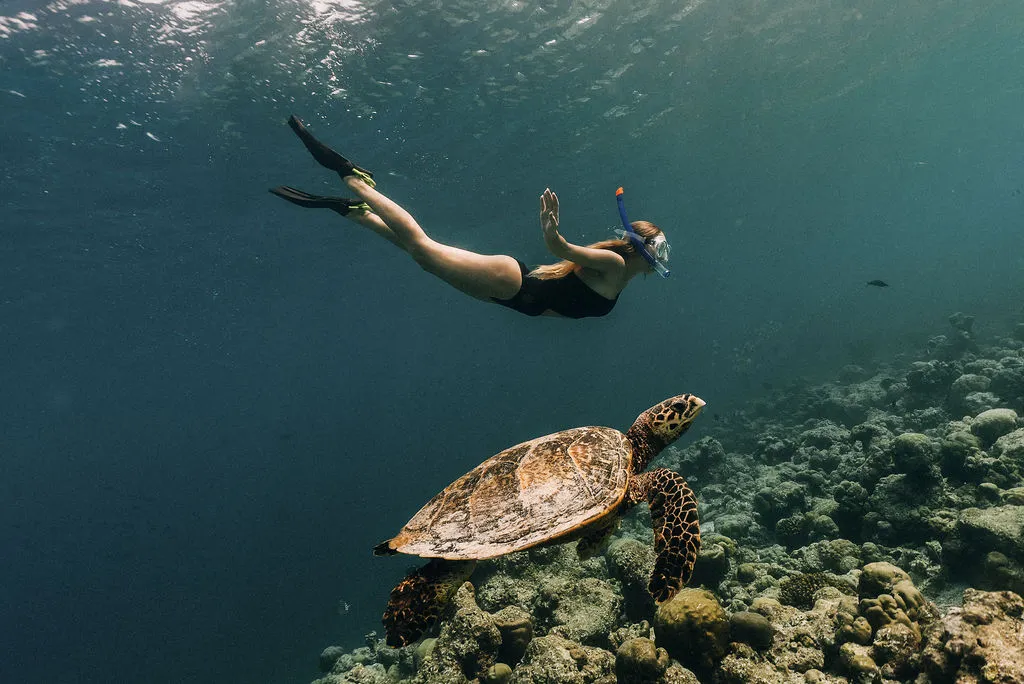 A swimmer free-diving above a turtle and the coral