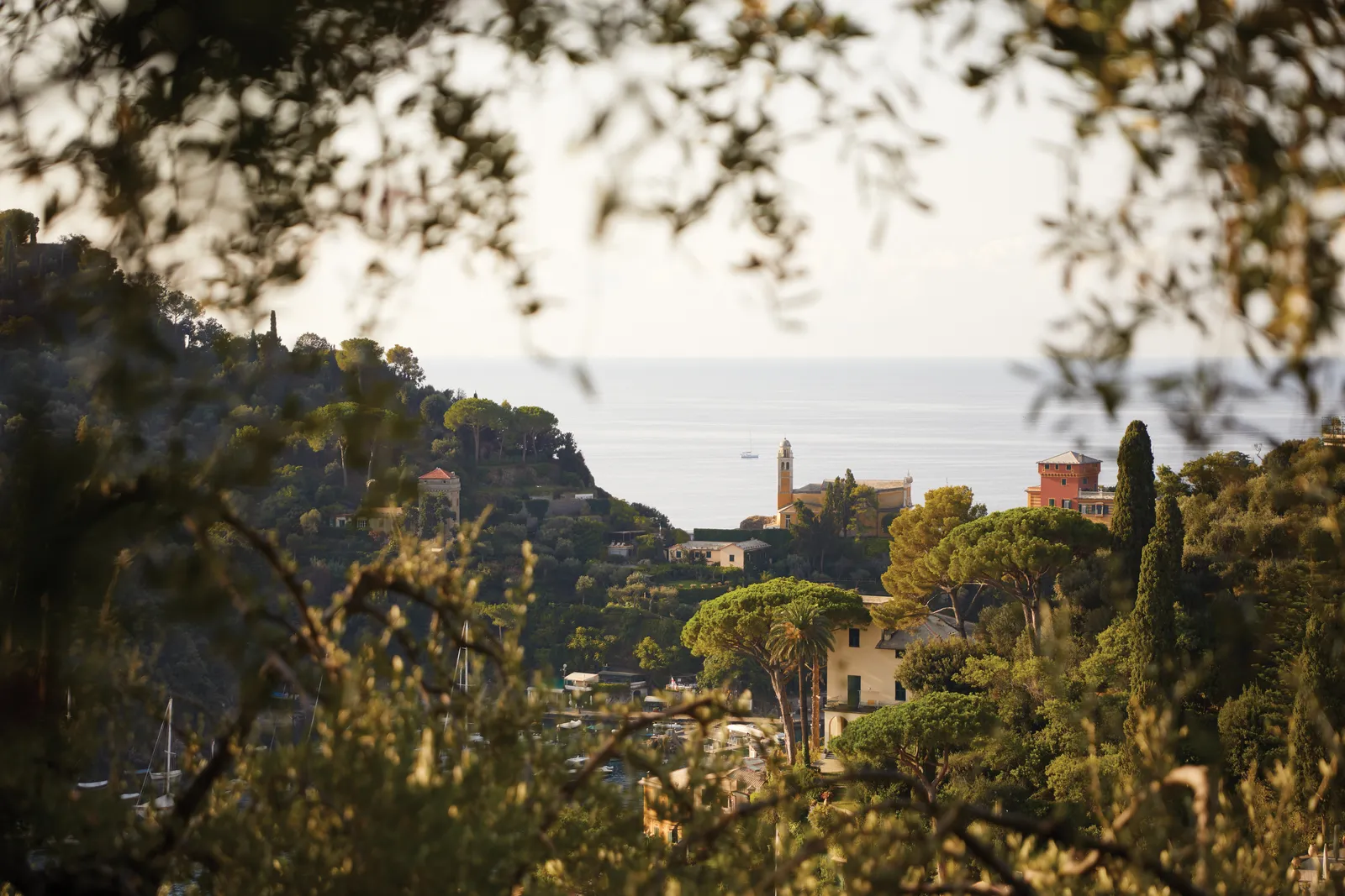 Portofino through pine branches: the village roofs, the church of San Giorgio on the ridge and the open sea behind.