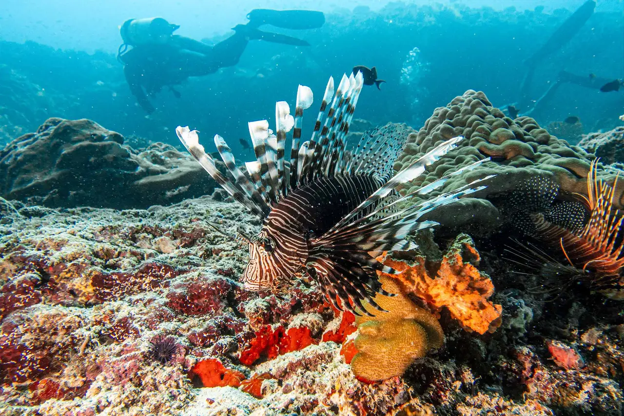 A lionfish on the reef among corals and orange sponges, a diver in the background.
