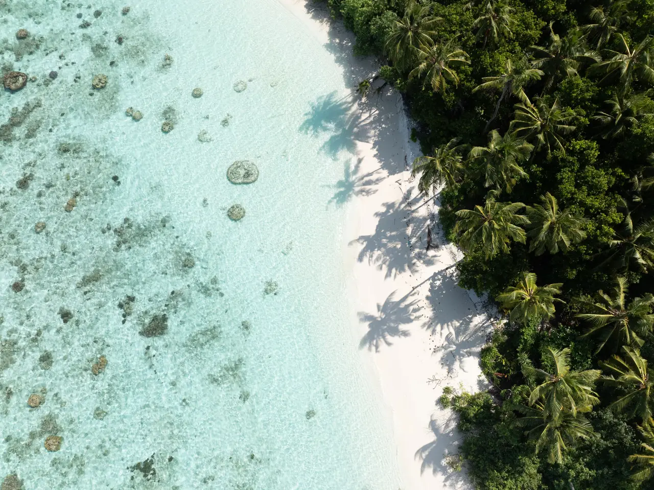 The shore from above: the palms, the white beach and, in the clear water, the dark patches of coral.