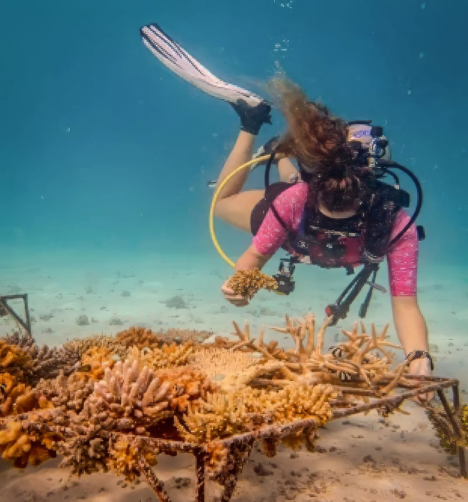 A diver fixing coral fragments to a nursery frame on the pale seabed near the island.