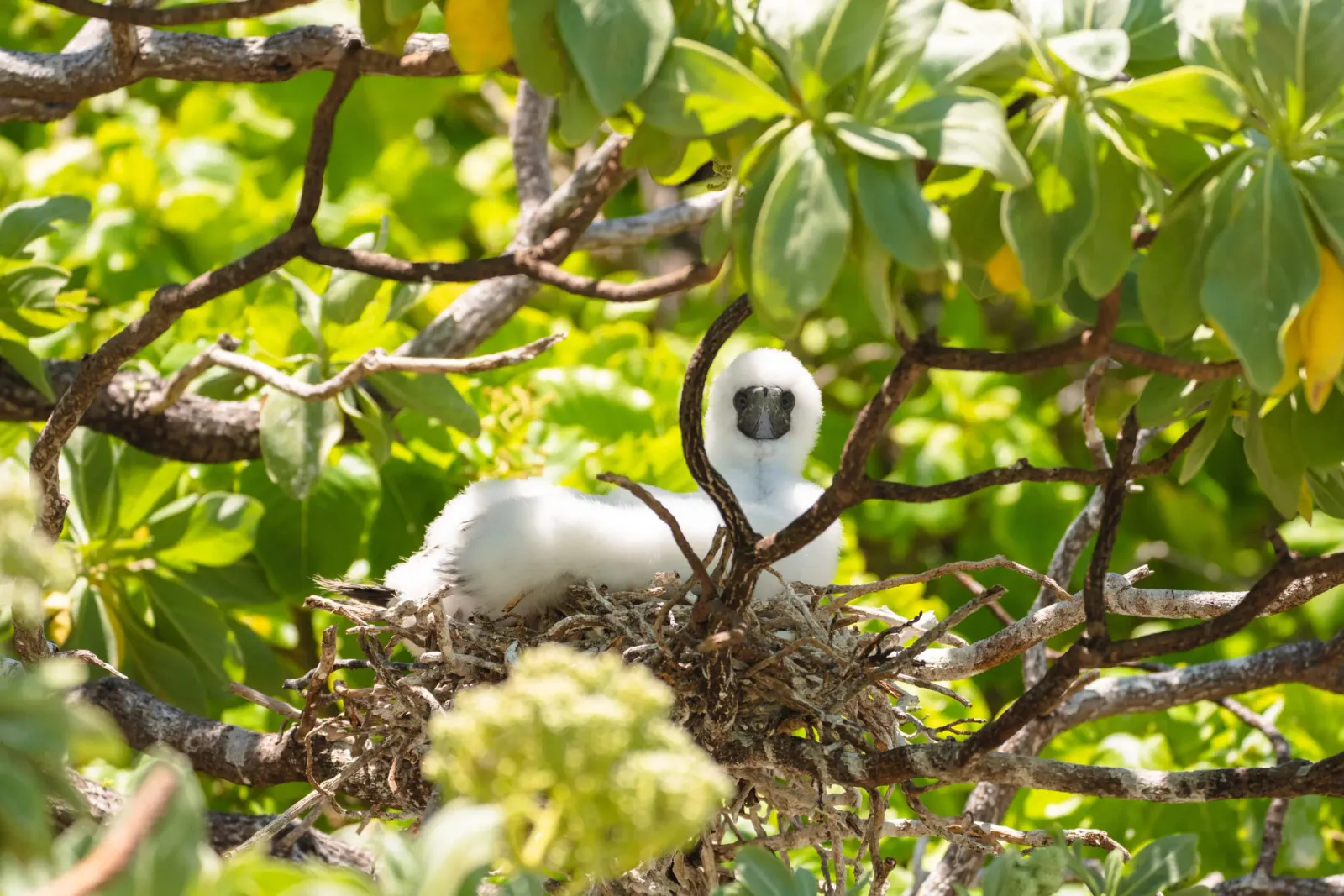 A white fairy tern on its nest among the leaves