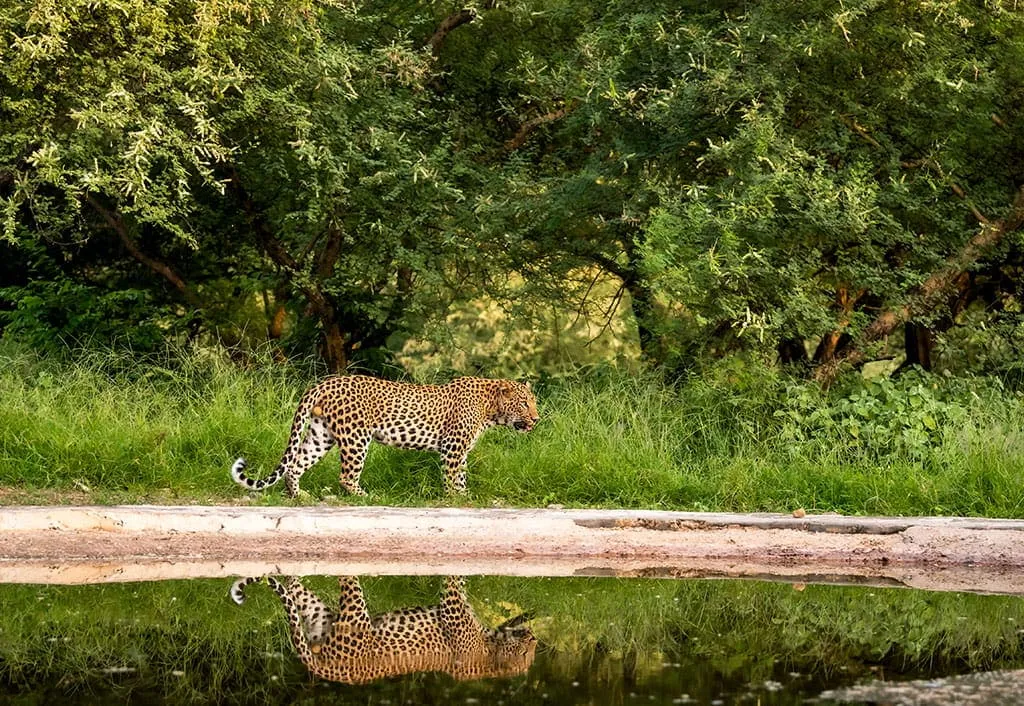 A leopard walking beside a pool among the trees