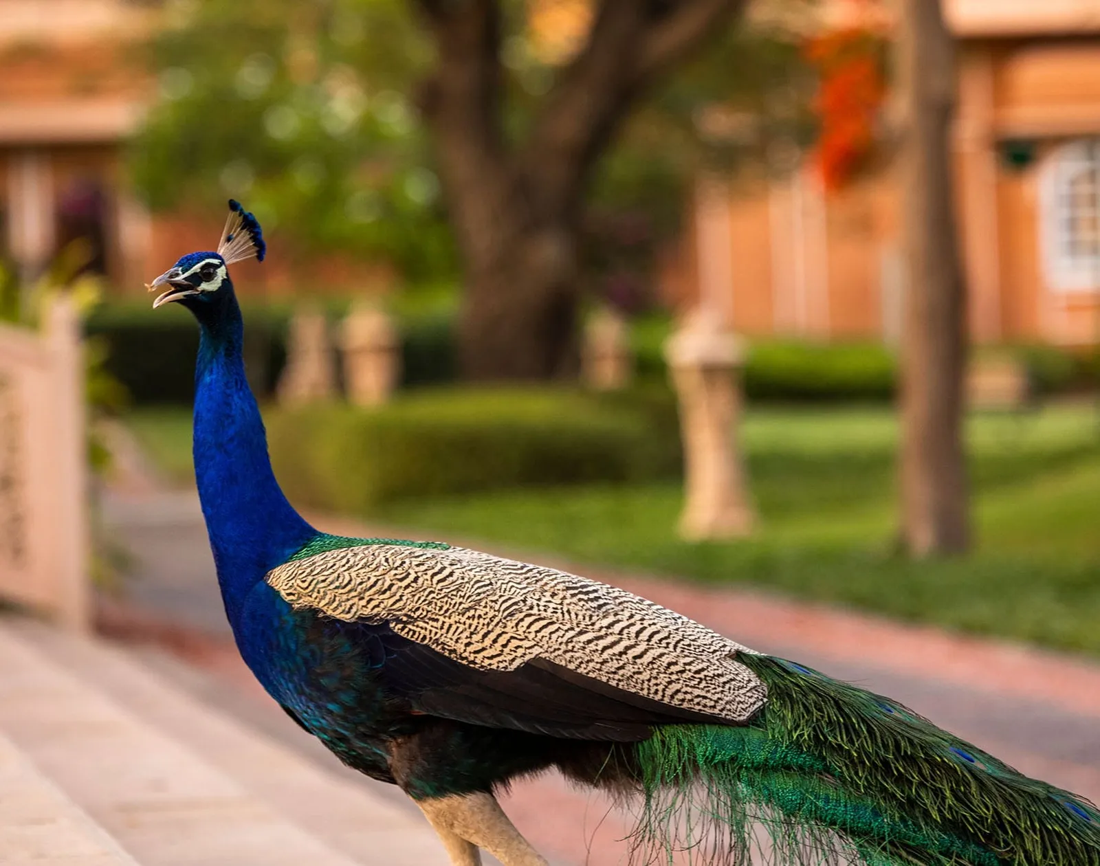 A peacock on a garden path in front of a pink wall