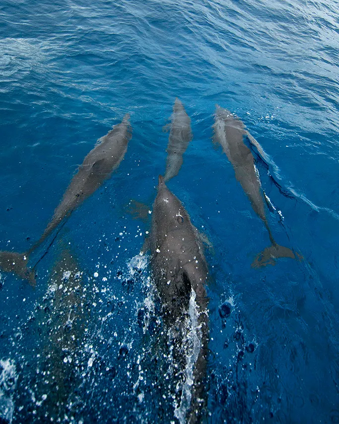Dolphins swimming beside the boat in blue water