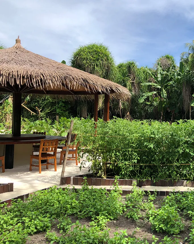 The Earth Basket vegetable garden and a thatched shelter among plants