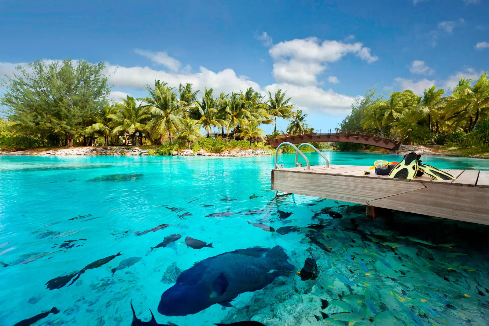 The Lagoonarium from its pontoon: a Napoleon fish and a shoal in clear water, a wooden bridge beyond