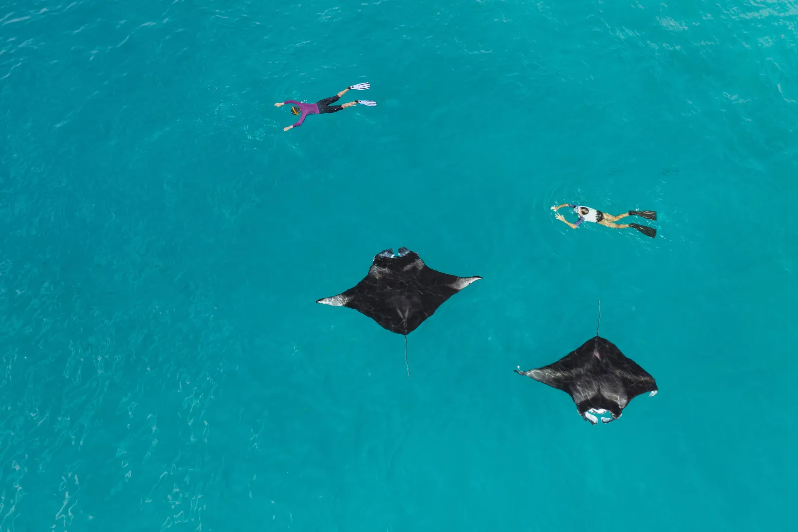 2 people snorkelling above 2 manta rays in turquoise water, seen from above.