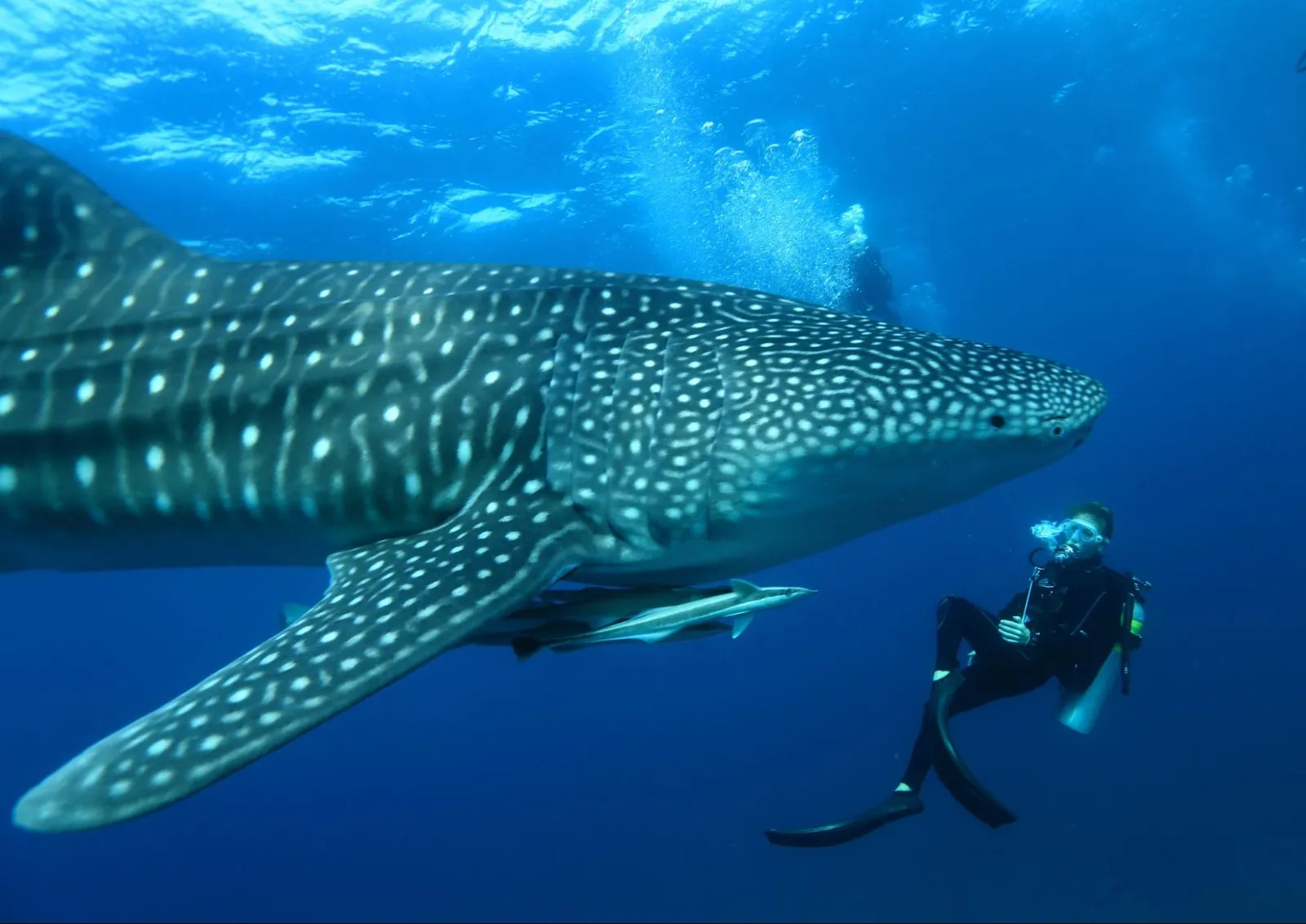 A white-spotted whale shark swimming beside a diver in blue water.