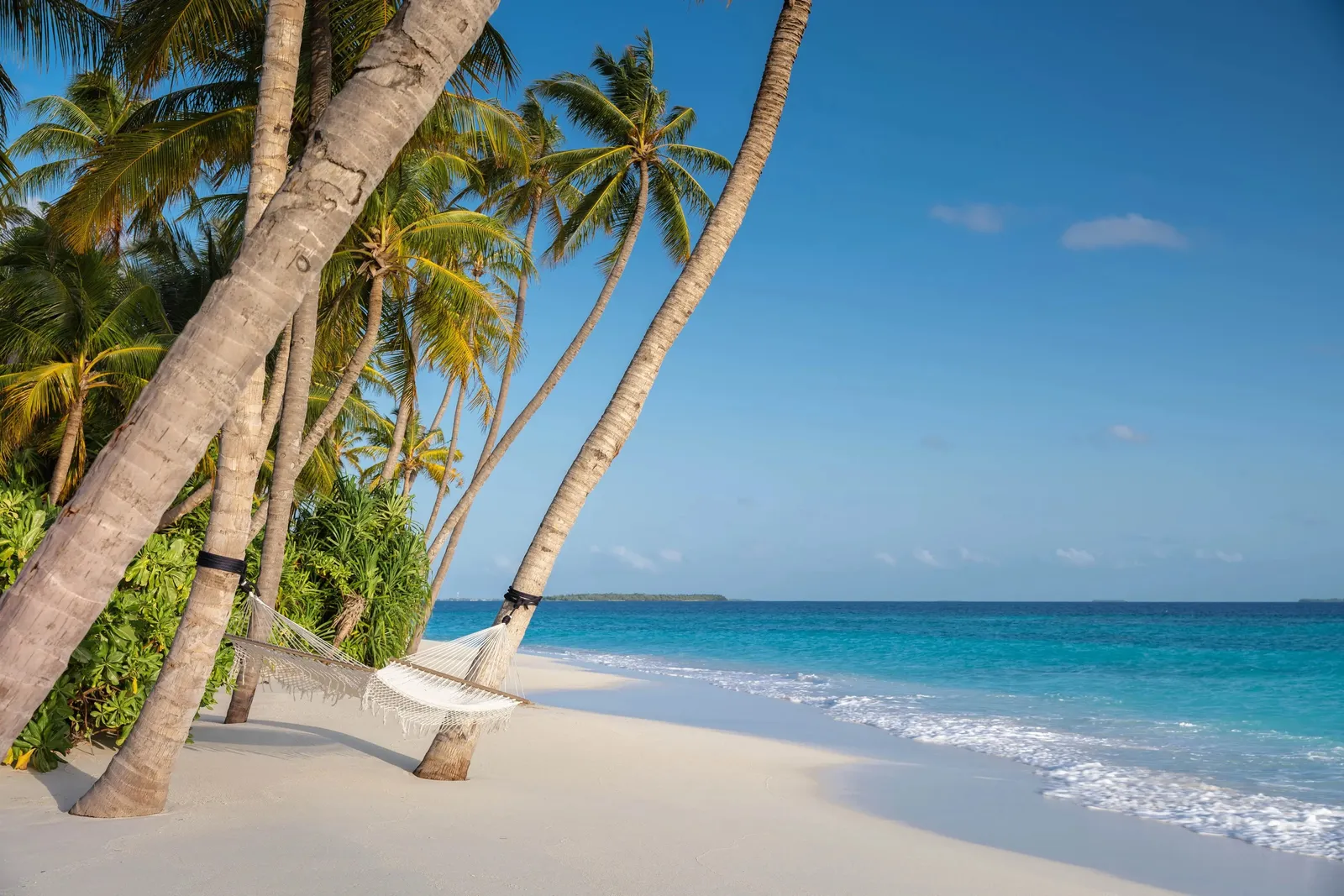 The white sand beach with a palm leaning over the water