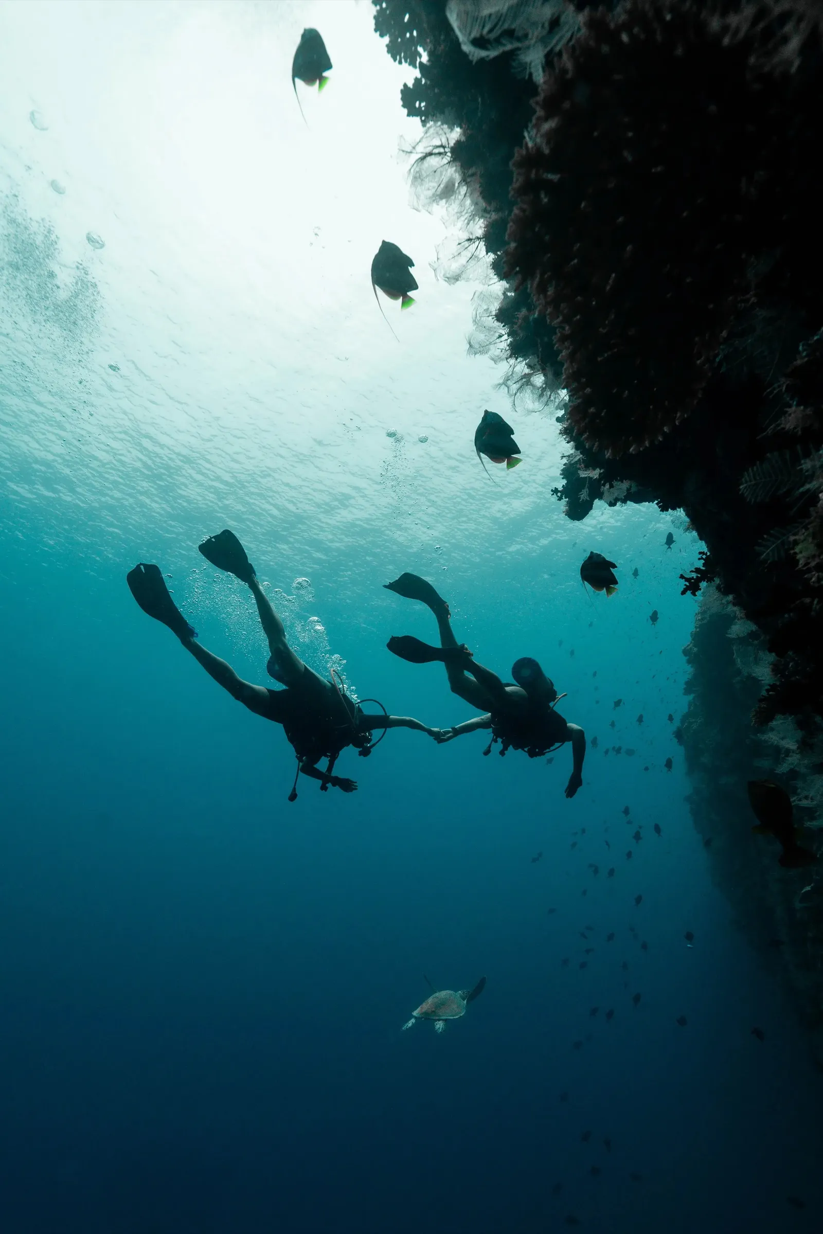 2 divers in the blue above the reef