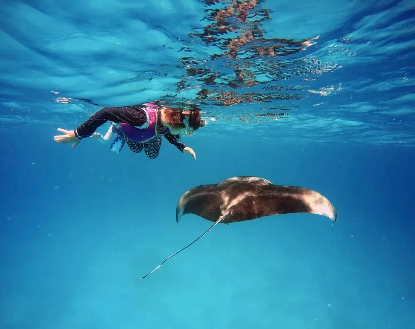 Underwater, a snorkeller in mask and fins swims above a manta ray.