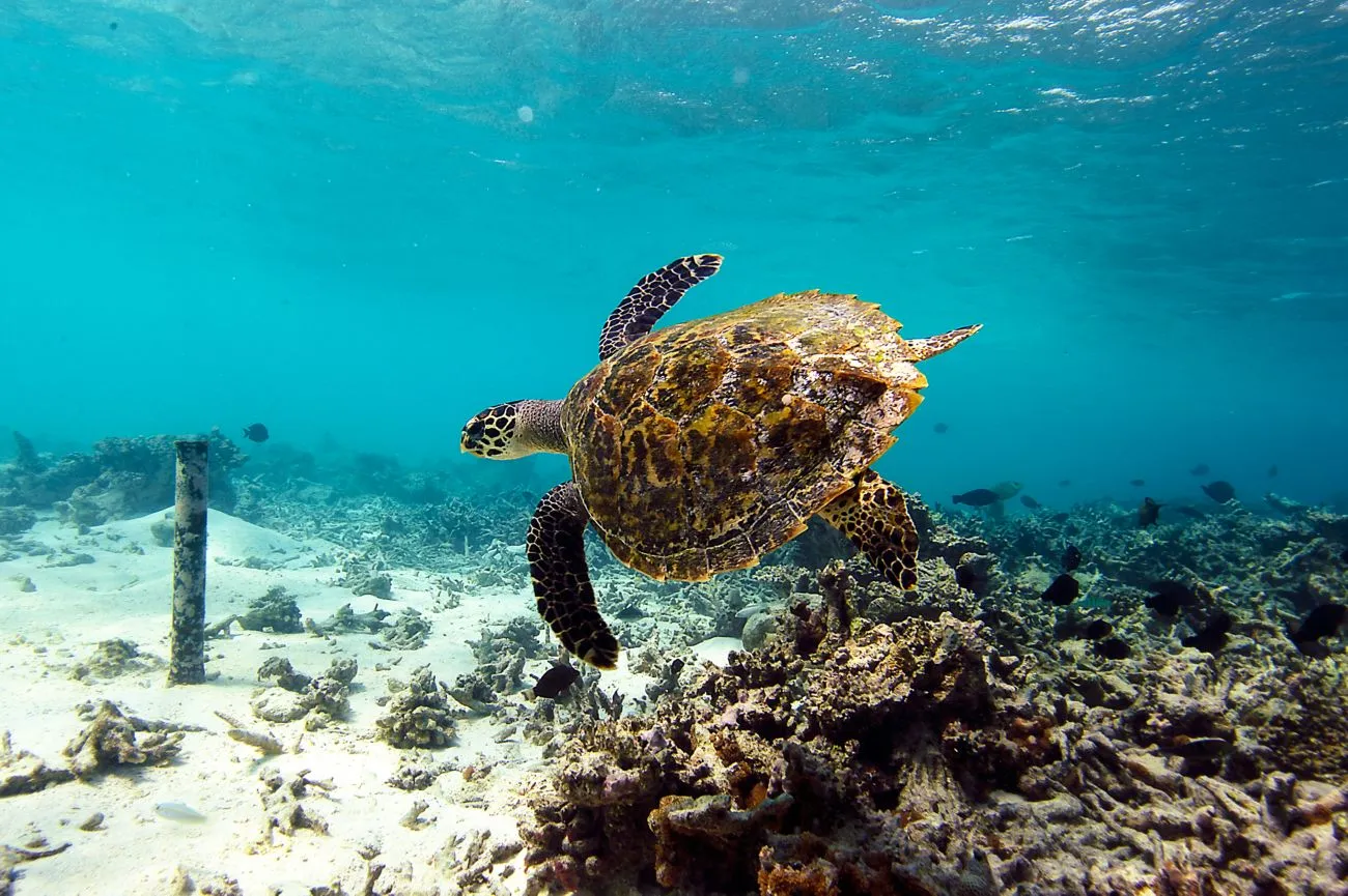 A turtle above the seabed in an official photograph of the W Maldives house reef